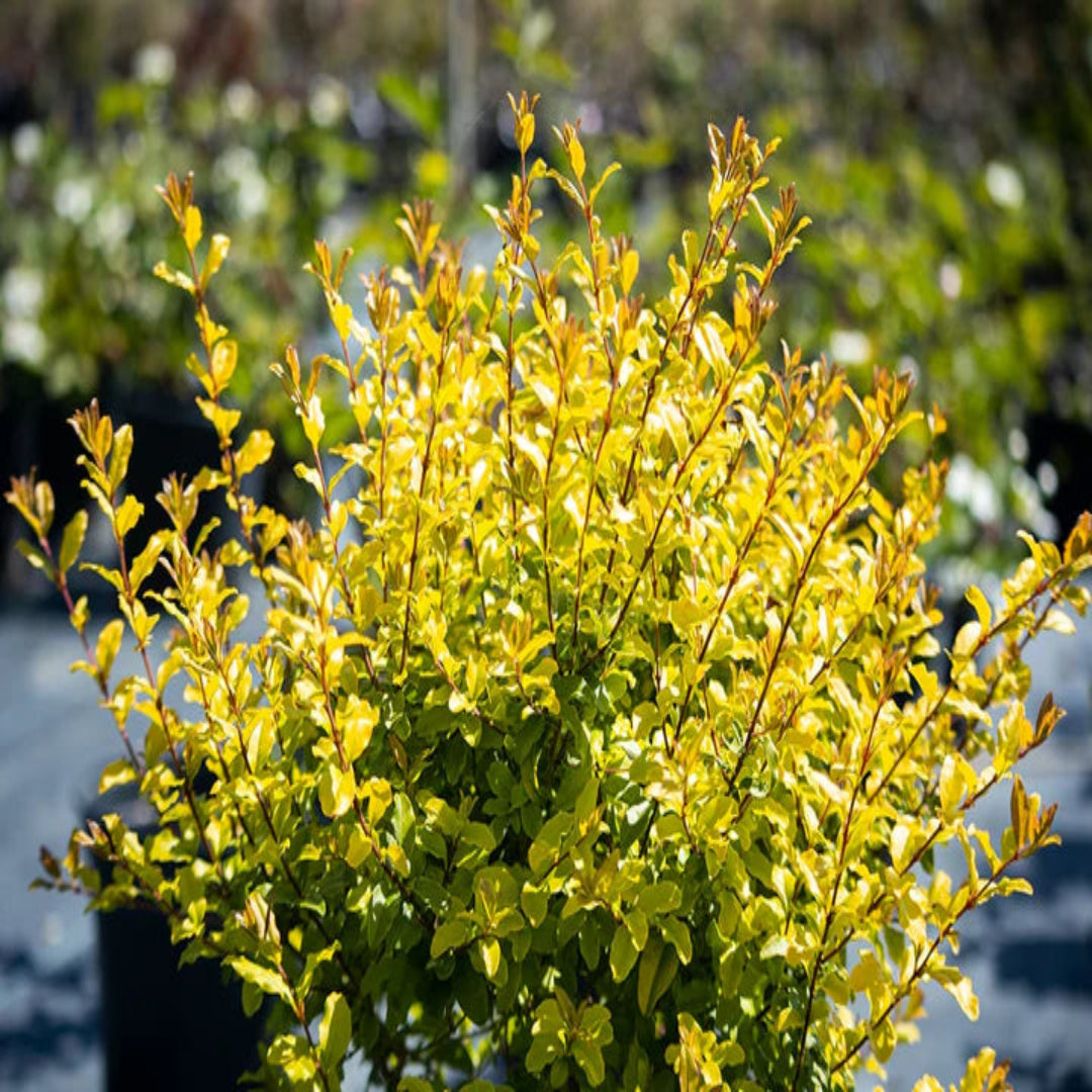 Sunshine Ligustrum