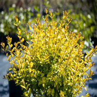 Sunshine Ligustrum