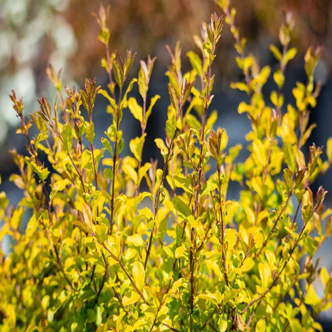 Sunshine Ligustrum