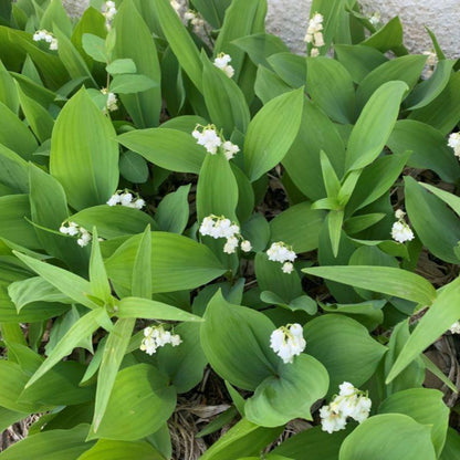 Convallaria majalis perennial flowering plant