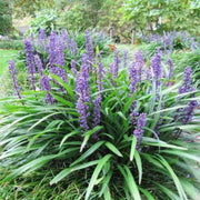 Liriope Muscari 'Big Blue' Monkey Grass