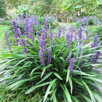 Lavender flower spikes of Liriope Big Blue