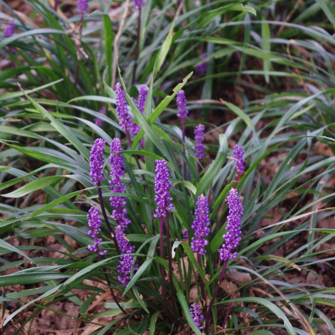 Liriope Muscari &