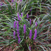 Liriope Muscari 'Big Blue' Monkey Grass
