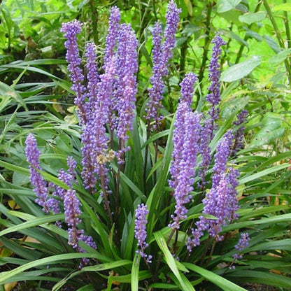 Liriope Muscari &