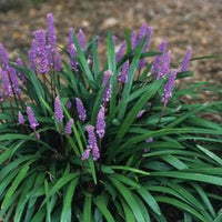 Liriope Muscari 'Densiflora' Lavender Flower in Mid-Summer