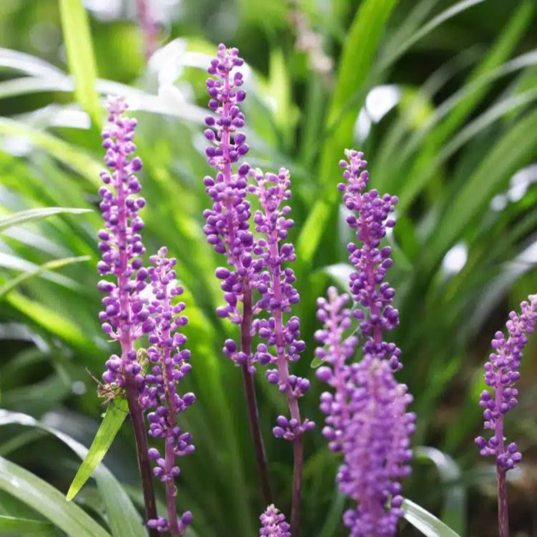 Liriope Muscari &