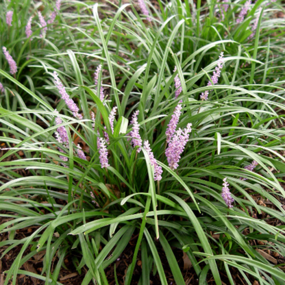 Lysimachia Aurea foliage with golden leaves