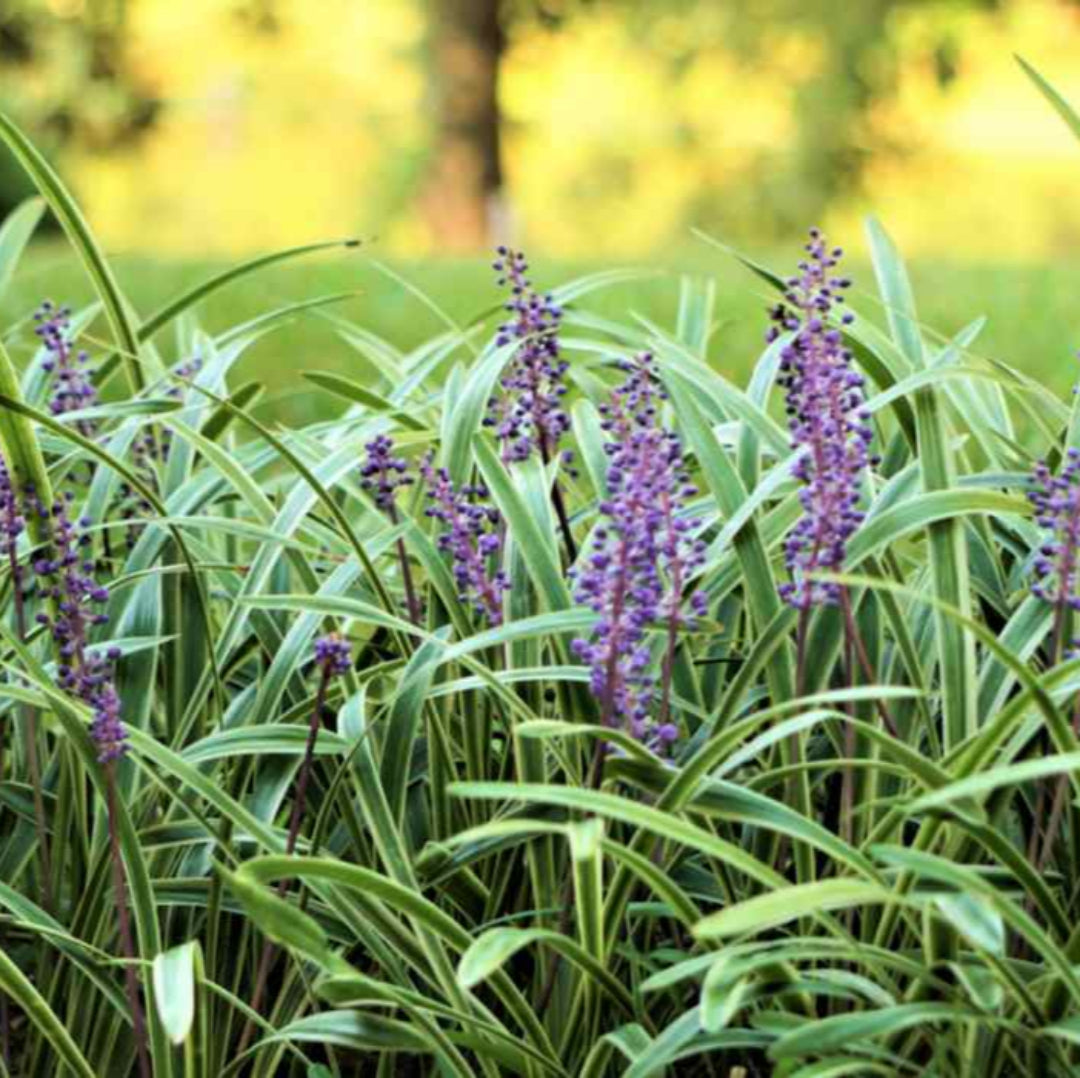 Liriope Muscari &