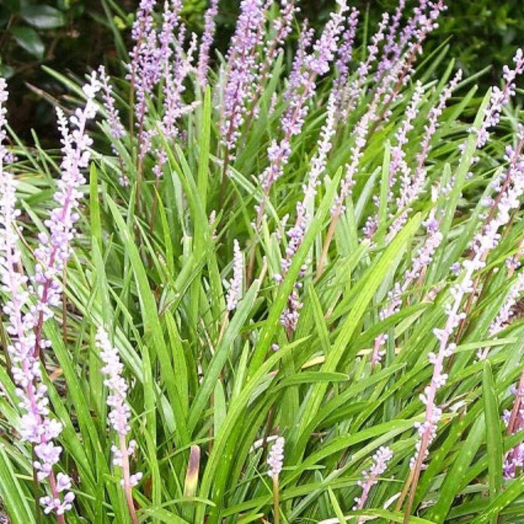 Liriope Muscari Samantha Lily Turf - [CG]