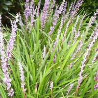 Evergreen Isabella dwarf Liriope foliage