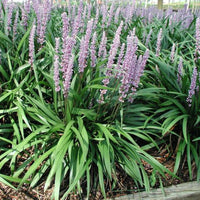 Classic Big Blue Lily Turf for borders and edging