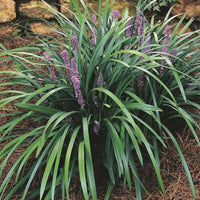 Liriope Muscari 'Gold Band' Gold Band Lily
