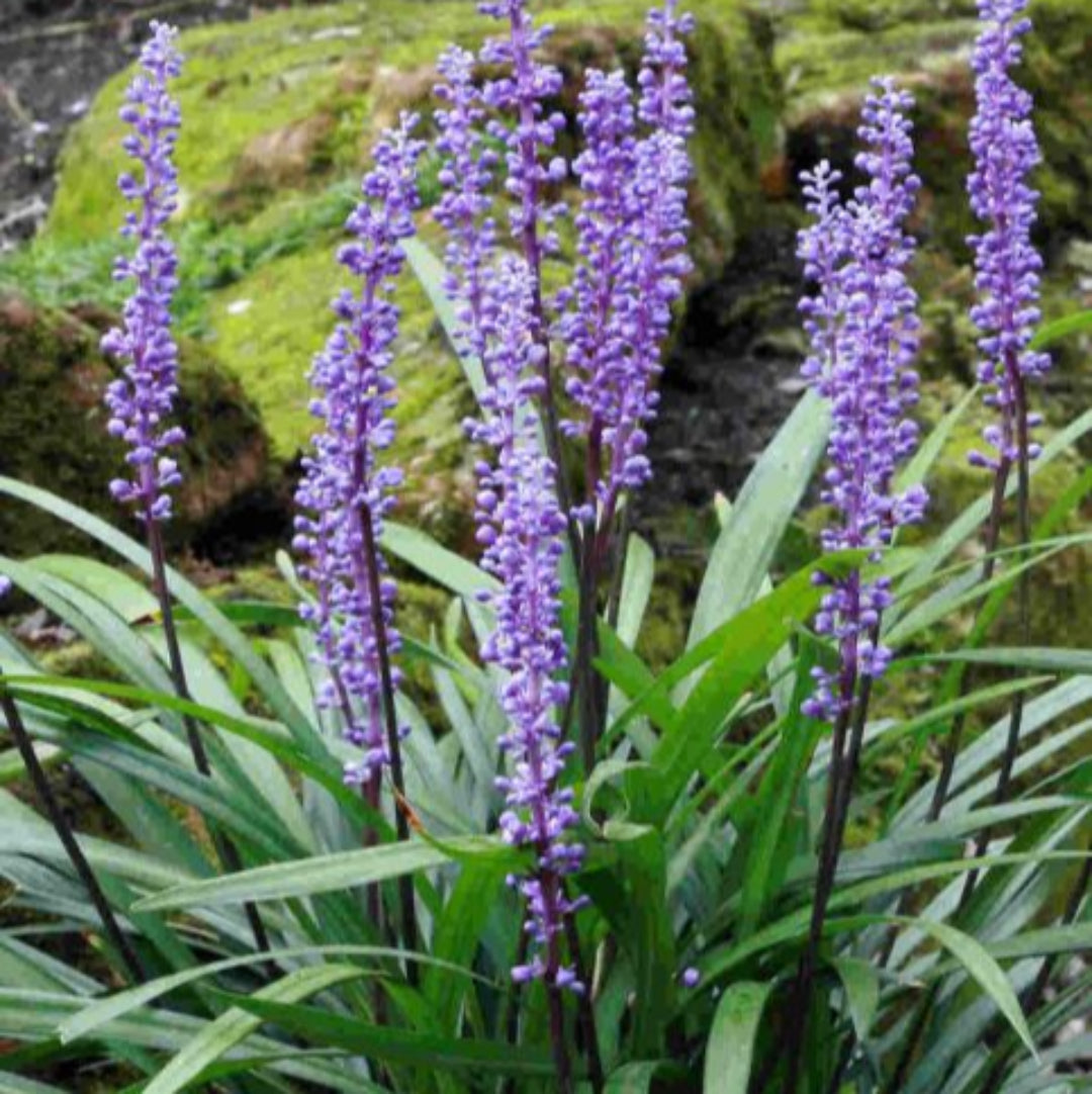 Liriope Muscari &