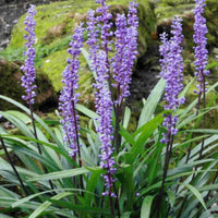 Liriope Muscari 'Majestic' Lily