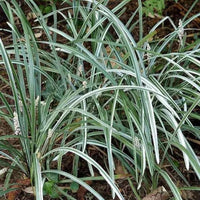 Liriope Spicata 'Silver Dragon'
