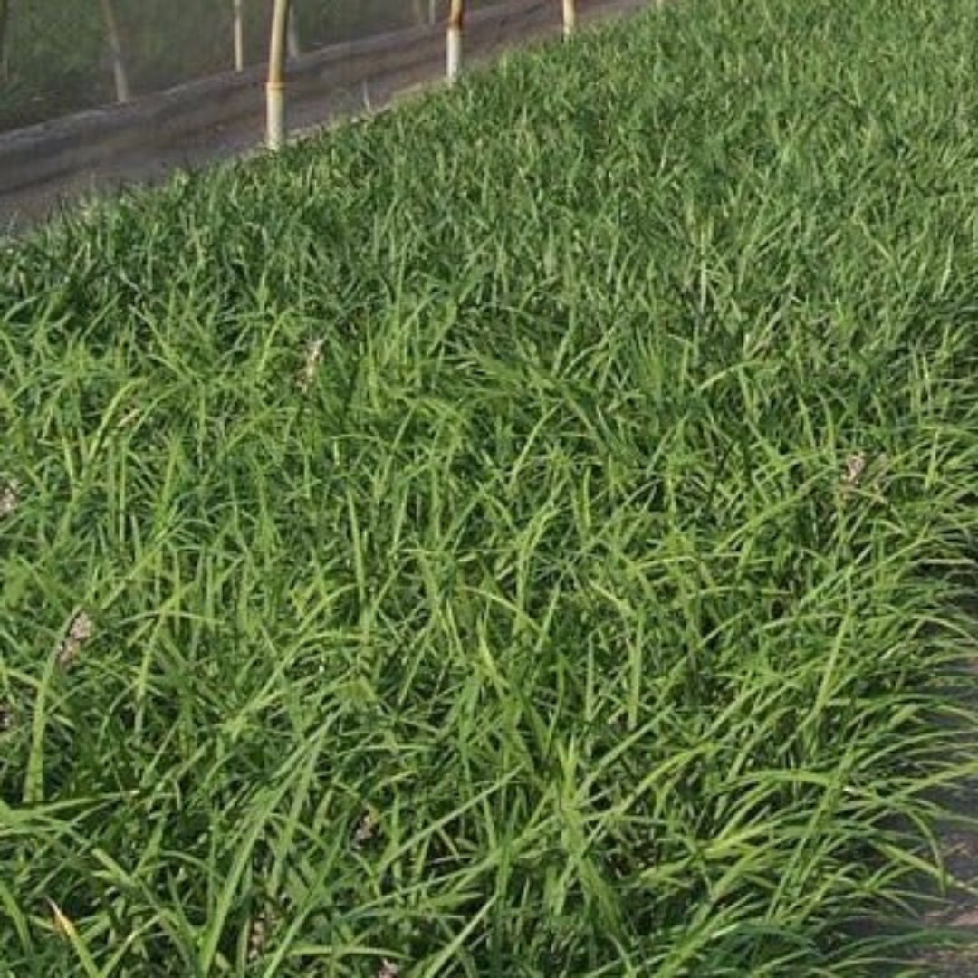 Liriope Spicata with lavender flowers