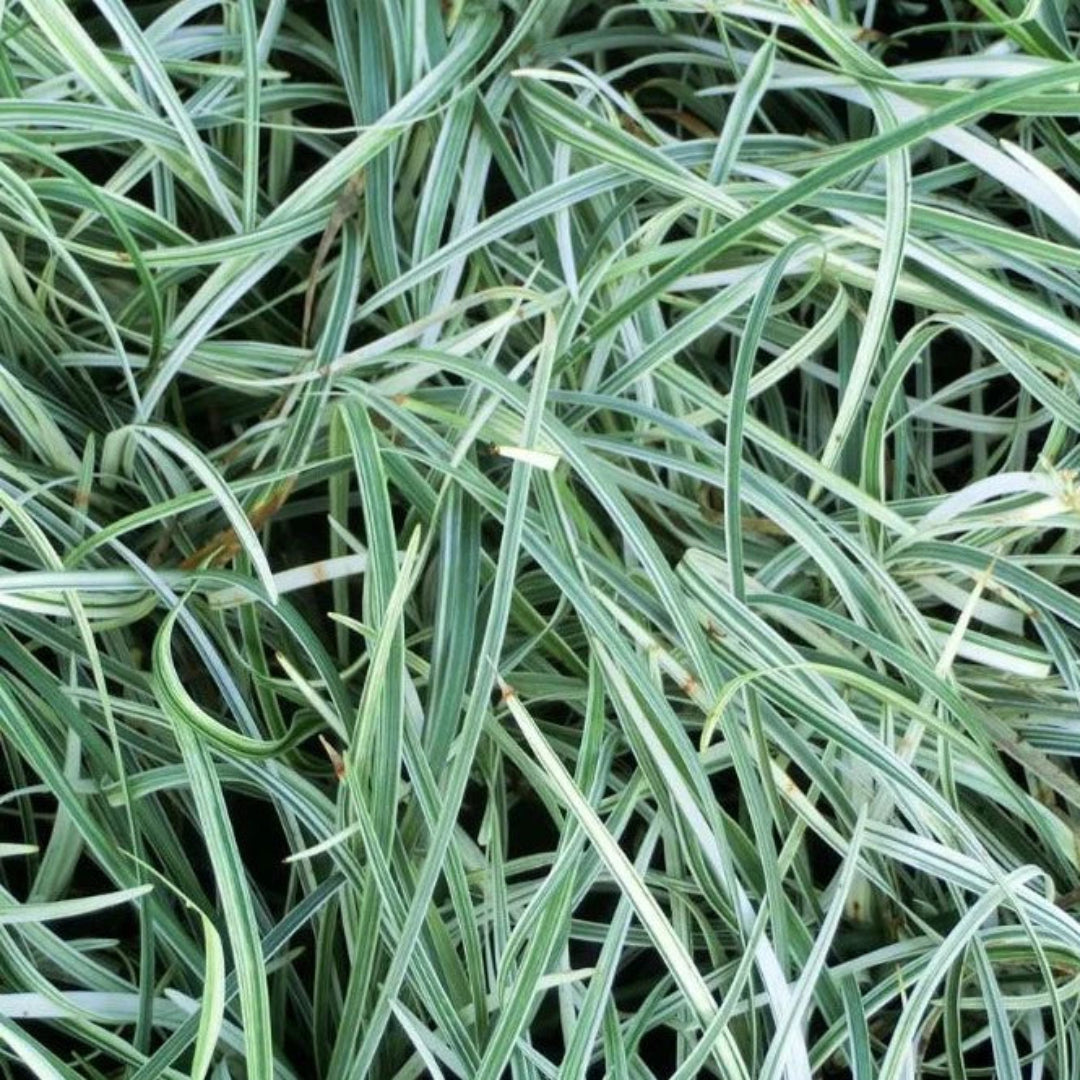 Liriope Spicata &