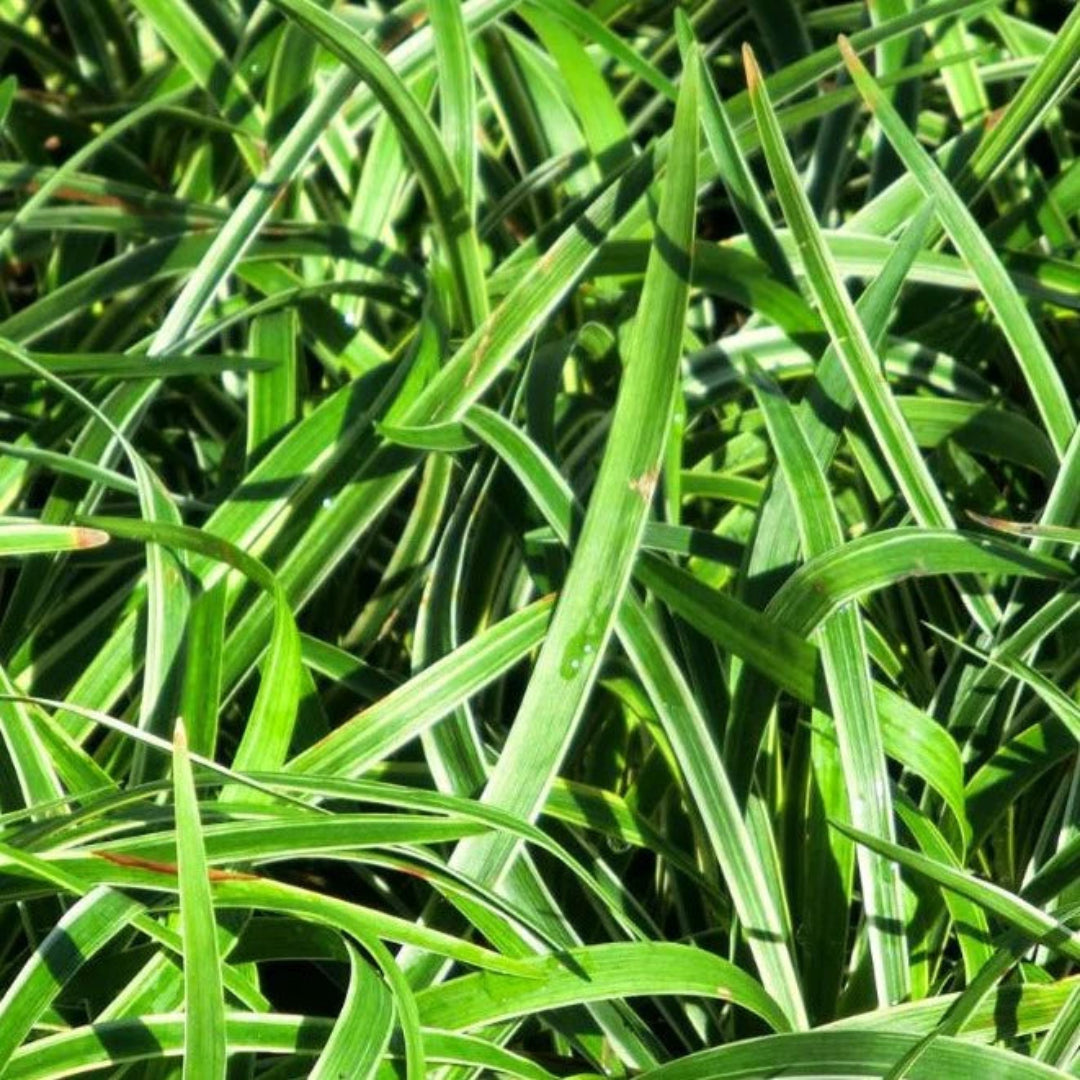 Liriope Muscari Variegata | Liriope Muscari Variegata is a medium-sized plant with green leaves that have creamy yellow margins. It grows in zones 5-10 and is grown naturally.