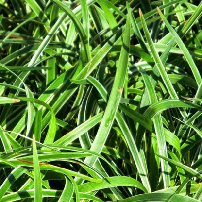 Liriope Muscari Variegata | Liriope Muscari Variegata is a medium-sized plant with green leaves that have creamy yellow margins. It grows in zones 5-10 and is grown naturally.