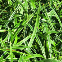 Liriope Muscari Variegata | Liriope Muscari Variegata is a medium-sized plant with green leaves that have creamy yellow margins. It grows in zones 5-10 and is grown naturally.