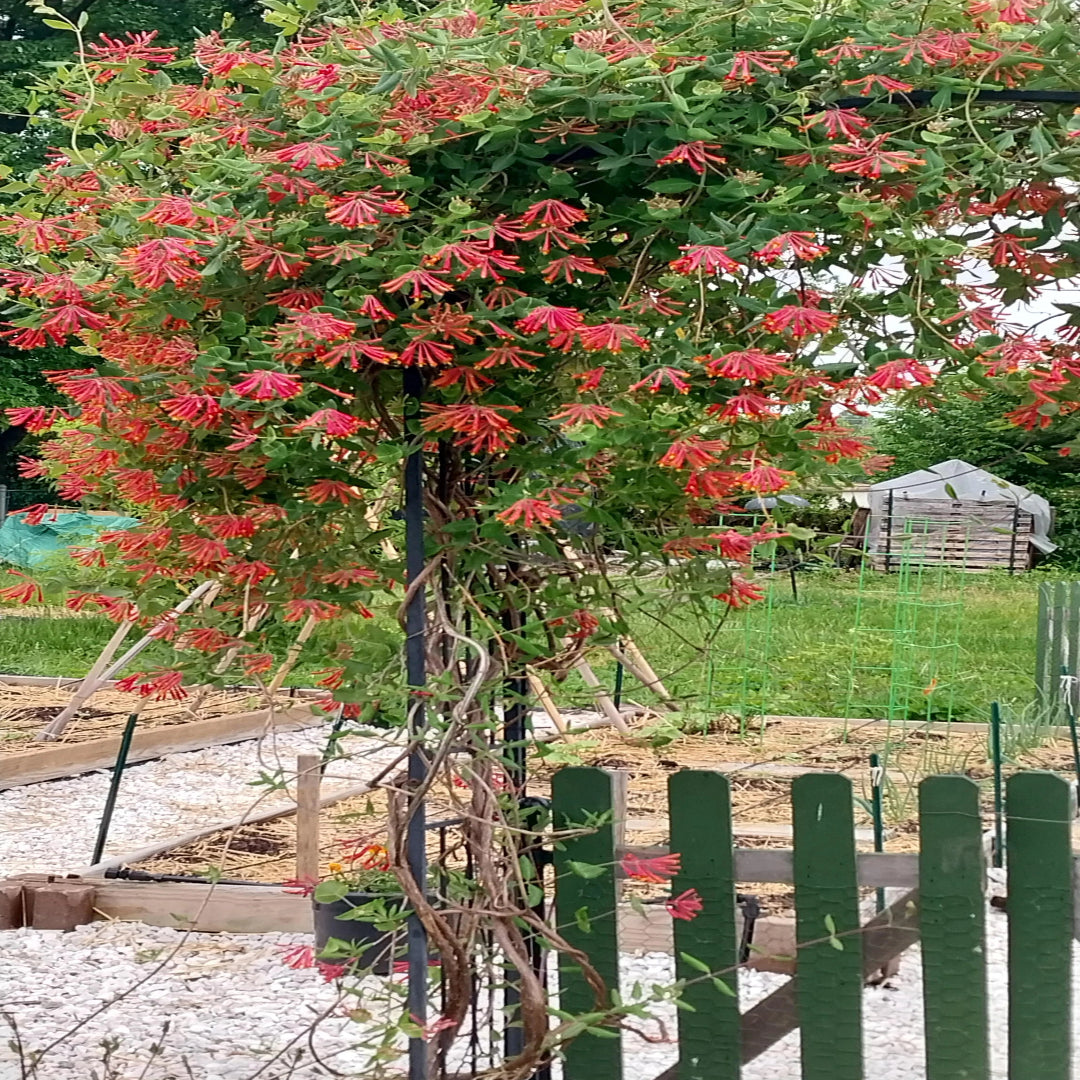Coral Honeysuckle