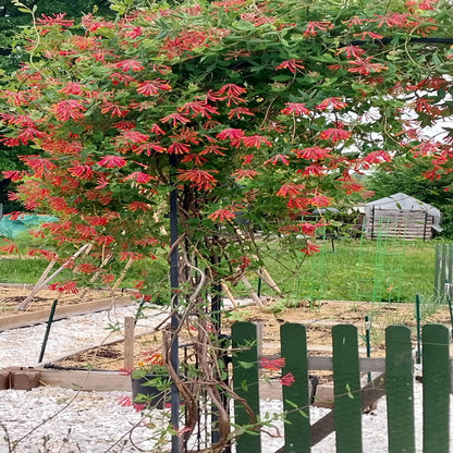 Coral Honeysuckle