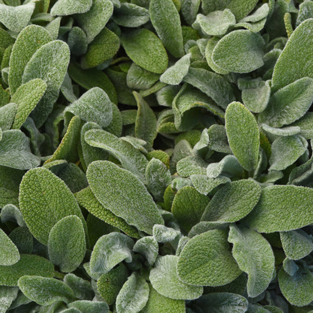 Stachys byzantina &