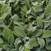 Stachys byzantina 'Little Lamb' Lambs Ears