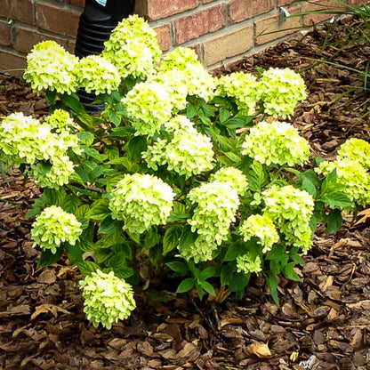 Little Lime Hydrangea Shrub Blooming in Summer