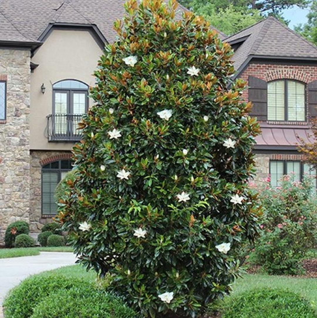 Little Gem Dwarf Magnolia Tree