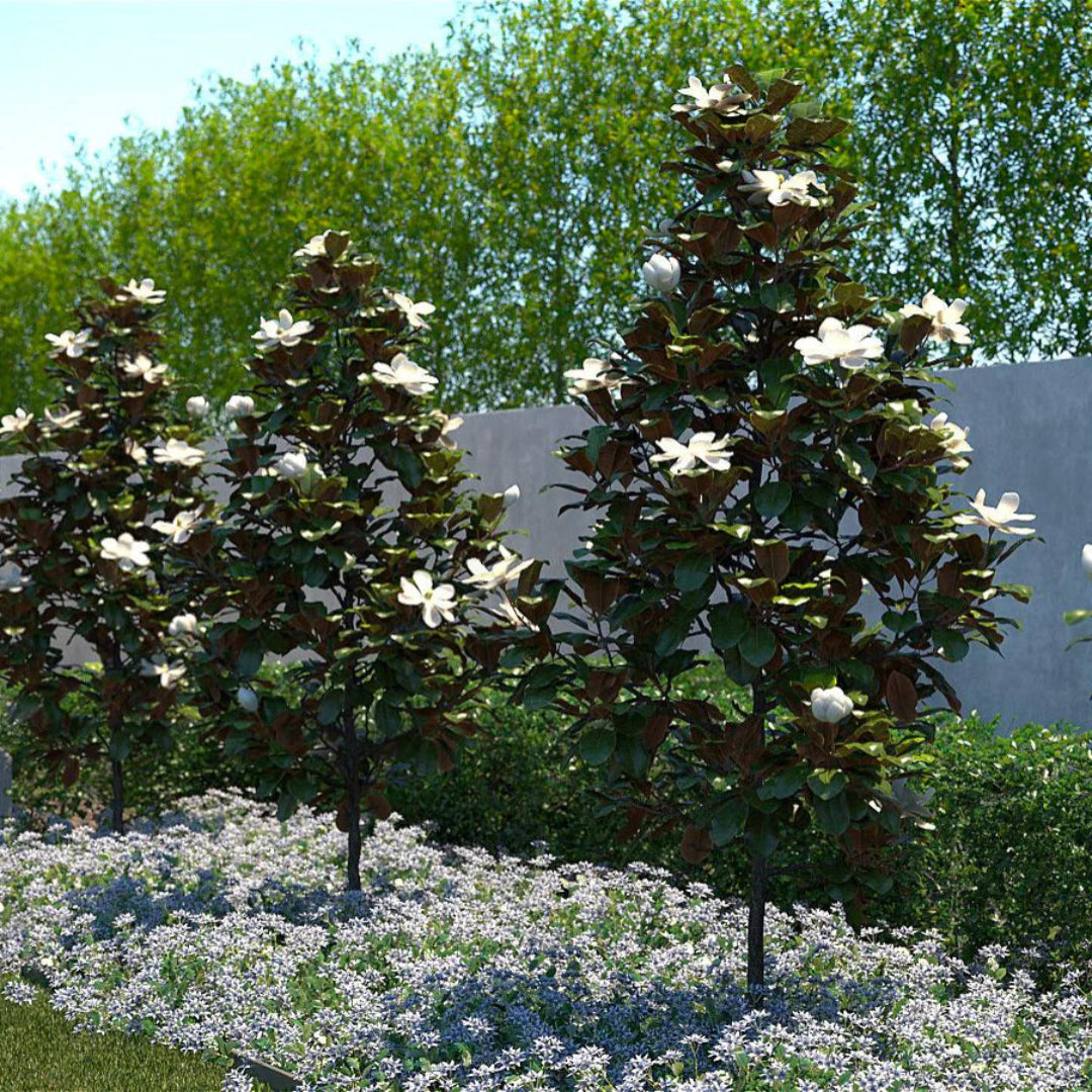 Little Gem Dwarf Magnolia Tree