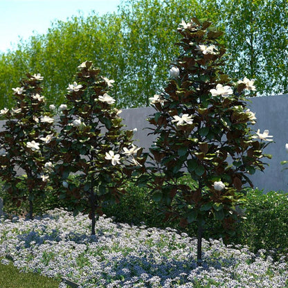 Dwarf Southern Magnolia Little Gem in landscape