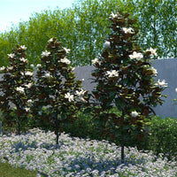 Dwarf Southern Magnolia Little Gem in landscape