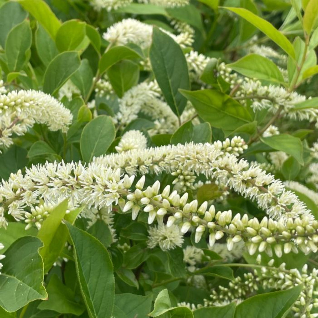 Little Henry Sweetspire Shrub