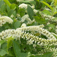 Little Henry Sweetspire Shrub