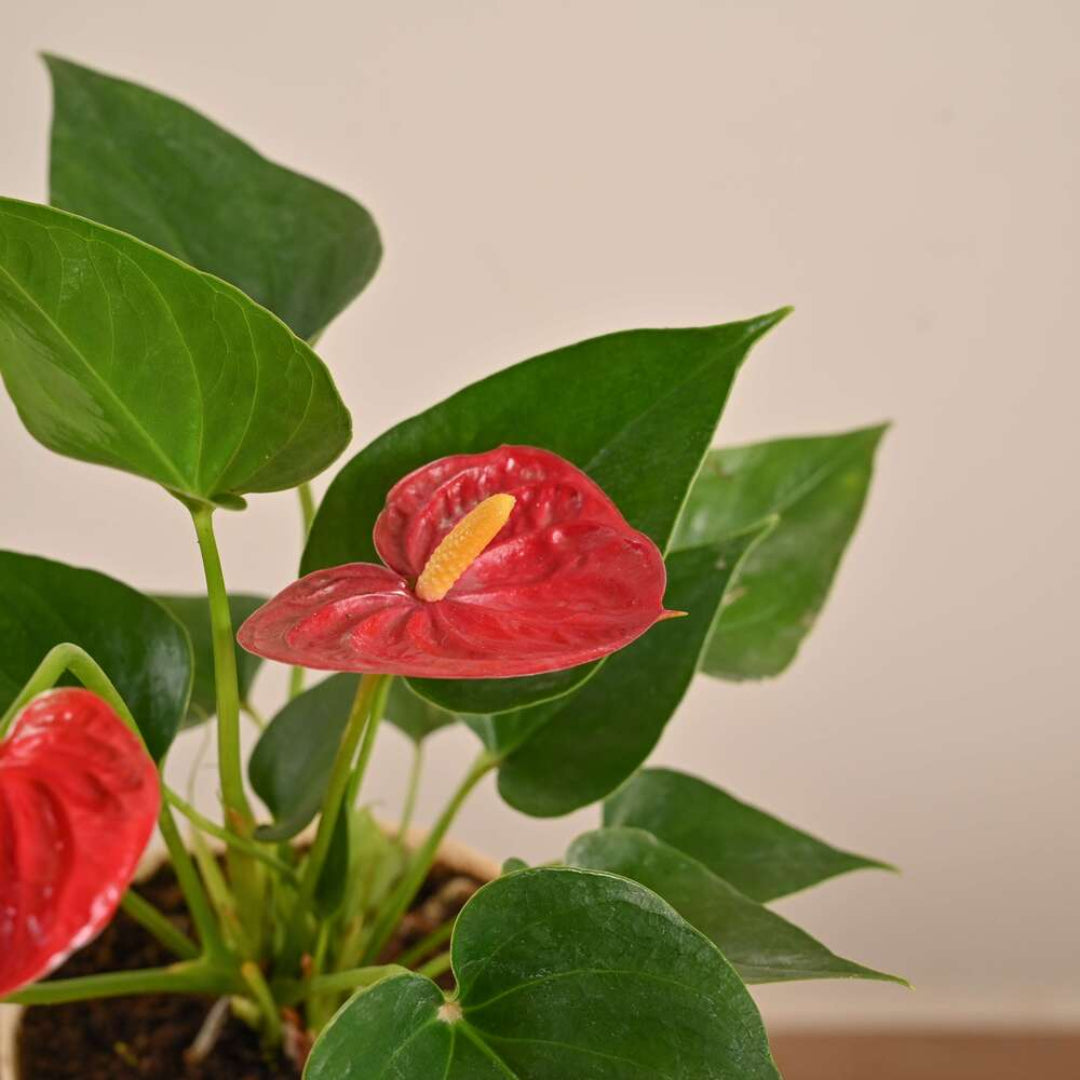 Flamingo Lily plant with vibrant red Anthurium flowers and green leaves