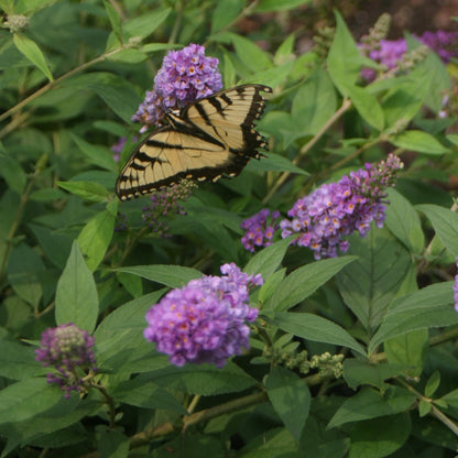 Buddleia Lo &amp; Behold Tm Blue Chip Butterfly Bush