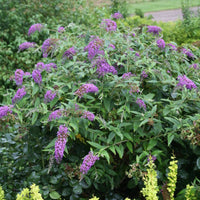 Lo & Behold 'Purple Haze' Butterfly Bush Buddleia
