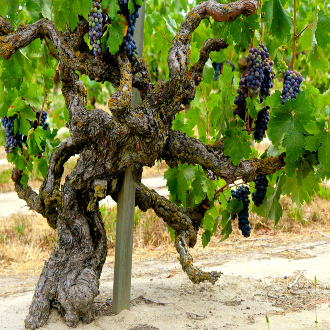 Zinfandel Black Grape vine