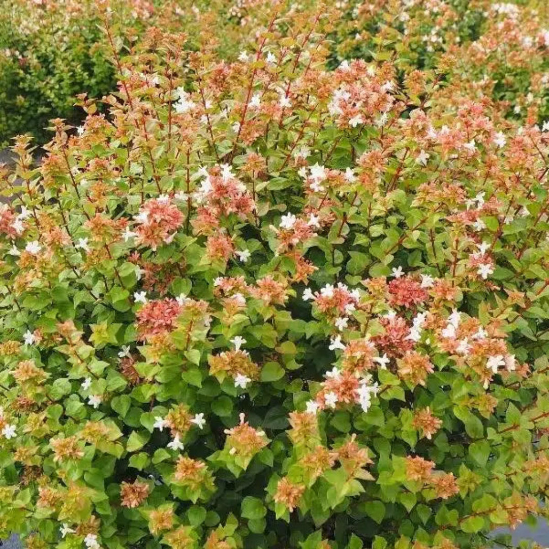 Twist of Lime Glossy Abelia