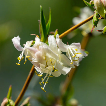Lonicera fragransissima plant