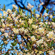 Lonicera fragrantissima in pot