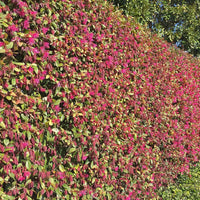 Loropetalum used as privacy screen