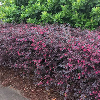 Pruning Loropetalum Chinense hedge