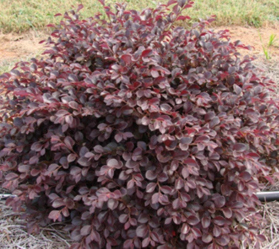 Carolina Midnight Loropetalum