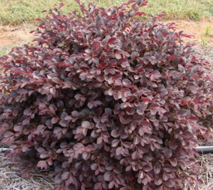 Carolina Midnight Loropetalum
