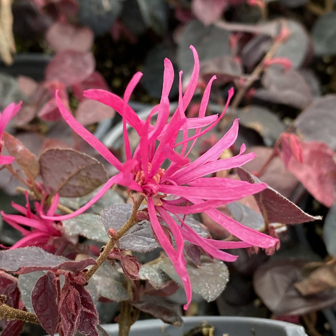 Pizazz Loropetalum