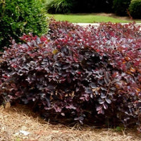 Daruma Loropetalum