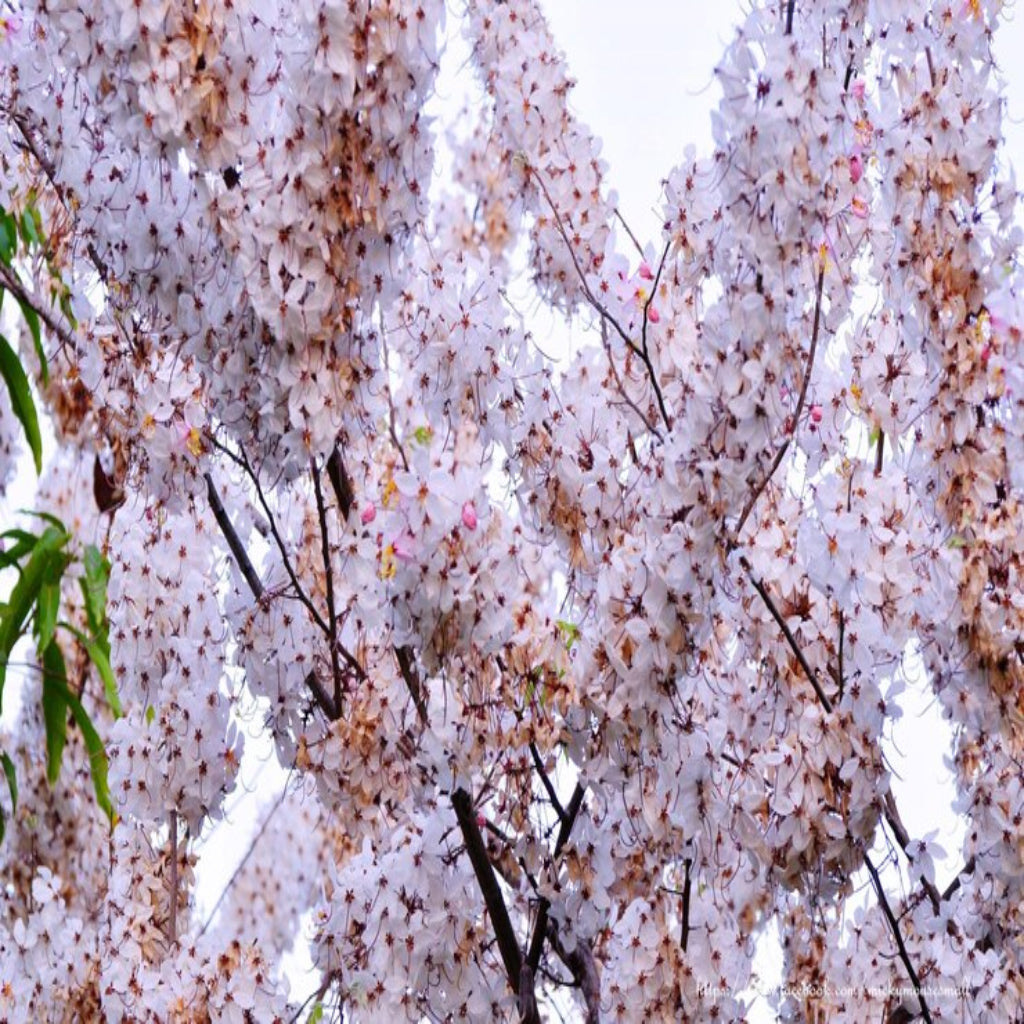 Weeping Yoshino Cherry Tree
